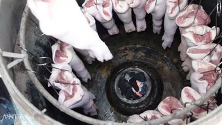 Giò Heo Muối Da Giòn _ Đỉnh cao món ăn đường phố Sài Gòn