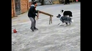 What a disaster! Daring to attack the owner? Let the German Shepherd teach you a lesson.