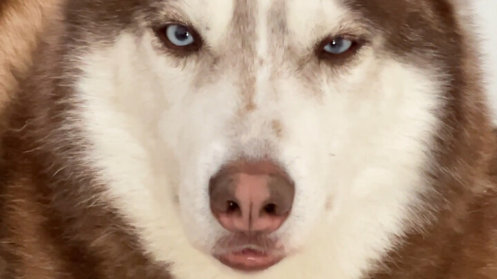 Husky: I’m so sleepy, but this dog won’t let me sleep!