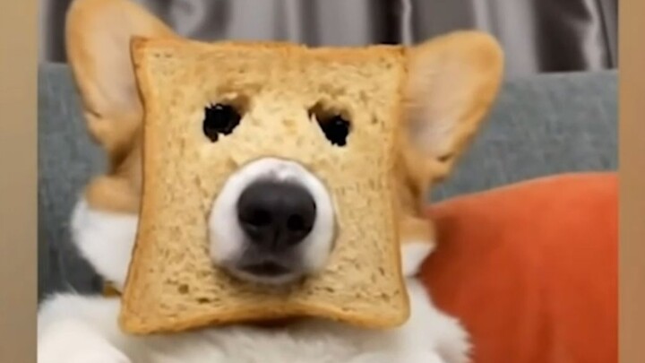 "Don't even try to understand a dog's thought process."