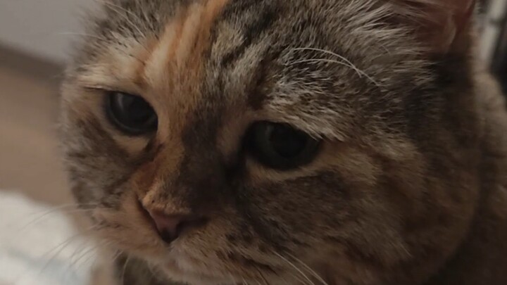 My cat’s bowl is empty…