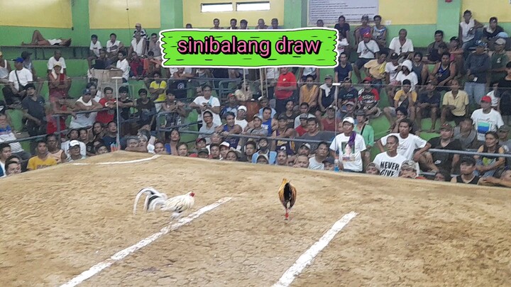 2 cock elim for 6 cock derby, draw, pasok na sa finals