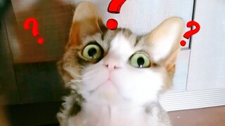 Mèo nhà ai bị tiêm thuốc mà thành ra thế này vậy? Cứng quá mức luôn á?