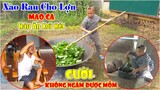 Mao Đệ Làm Món Rau Lang Xào Tỏi Cho Lợn Ăn Bị Mao Ca Háu Ăn Xơi Hết - Cười Không Ngậm Được Mồm