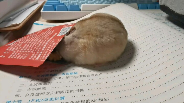 【仓鼠】当你将一袋每日坚果放在仓鼠面前