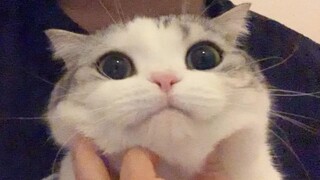 【日常】把猫抱在怀里揉她的脸