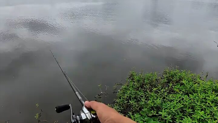 Ikan ini masih perlu dipancing? Sudah hampir naik ke darat dan menggigit orang #menangkapikan #lurem