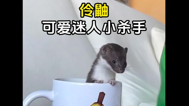 Do you recognize this adorable little animal, the least weasel?