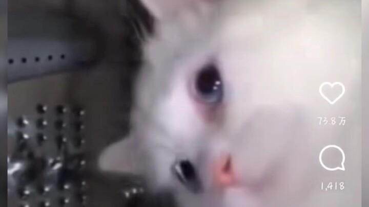 Mèo cưng xuyên không gian