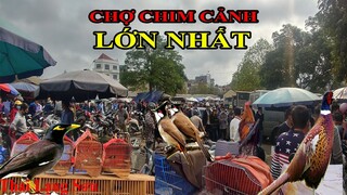 Hỏi Giá Chim Tại Phiên Chợ Chim Cảnh Hội Tụ Toàn Cao Chủ Chơi Chim Cảnh Đến Đây Mua Chim