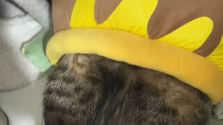 Tidak bisa masuk, tidak mau mendengar