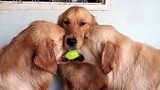 Cún con dễ thương - Tổng hợp video những chú chó dễ thương, tinh nghịch - HN Channel