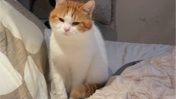 Came home from work to find a sleepy little cat on the bed.