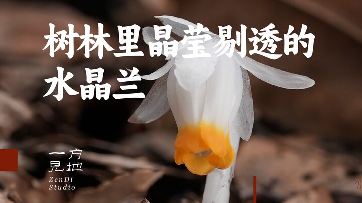 Ini adalah salah satu tanaman yang paling ingin saya abadikan; begitu indah—Monotropa uniflora, angg