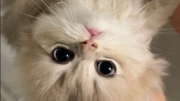 I’ve never seen a kitten with cat litter all over its butt before 😂