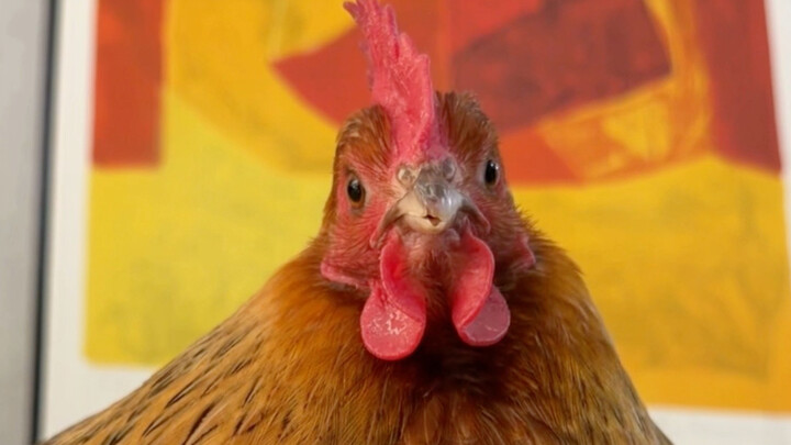 This world can’t exist without chicks.