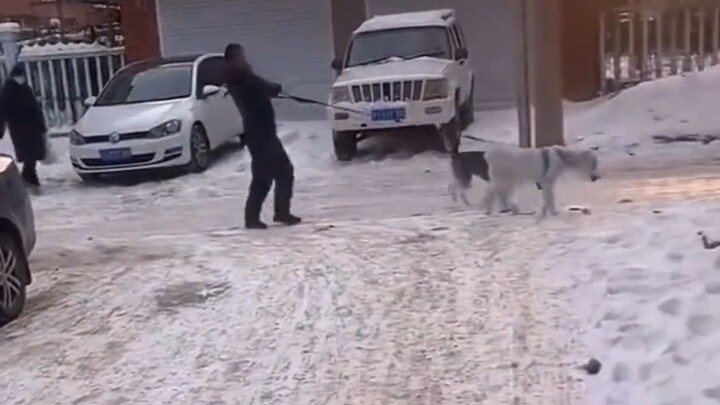 أول مرة أشوف كلب بيسوق إنسان!