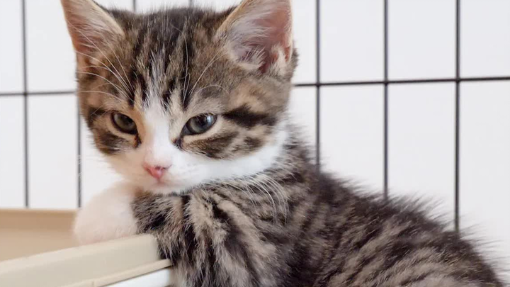 الهرة كوكو نائمة بعمق وسعادة.