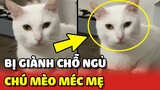 Bé mèo bị GIÀNH CHỖ NGỦ chạy đi MÉC MẸ đòi công bằng 😂 | Yêu Lu