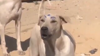 "Semua Anjing"