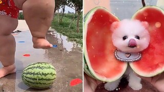 วิดีโอปฏิกิริยา Super Dogs และ Cats (เสียงที่ซื่อสัตย์) 🐕🍉 Do Dogs Like To Eat Watermelon