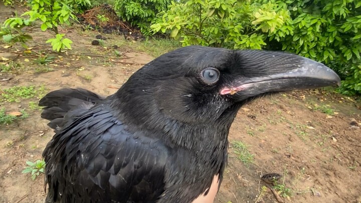 The raven with a broken wing finally begged for food today.
