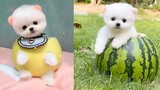 Funny and Cute Dog Pomeranian 😍🐶| Funny Puppy Videos #60