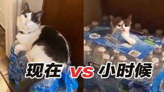 ชาวเน็ตต่างชาติแชร์ภาพสัตว์เลี้ยงของตัวเอง: ภาพปัจจุบันเทียบกับภาพตอนเด็ก