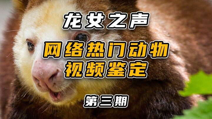 Identifying Popular Animal Videos Online (Part 3)