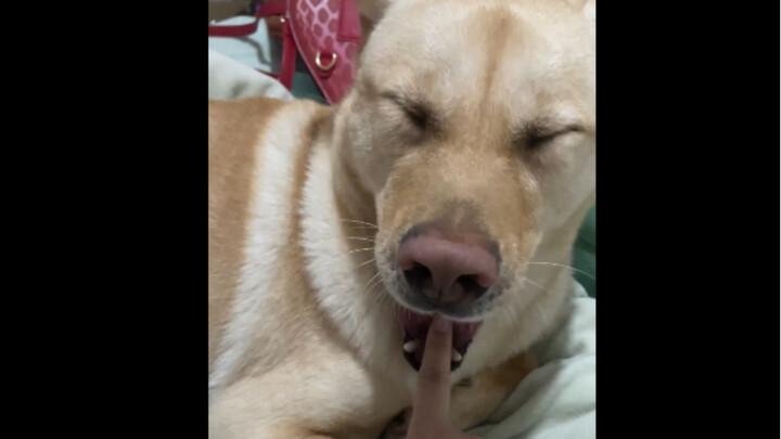 Mama, jangan mainin mulutku lagi! Aku pergi dulu, kamu ngeselin banget!