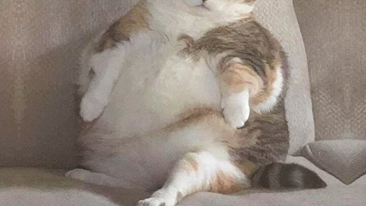 Fat cat