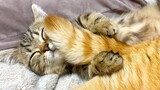 [Kucing] Anak Kucing yang Terlelap Sambil Memeluk Ekor Kucing