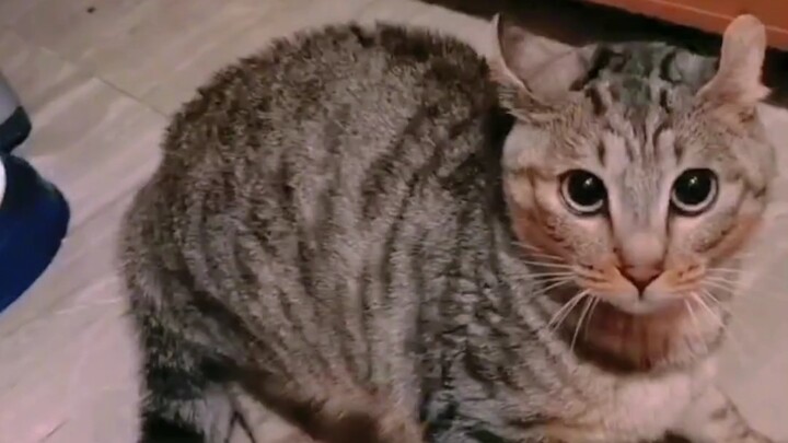 A little trick to make cats puff up their fur