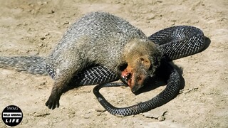 Look What Happens When Venomous Snake Risks Its Life To Fight Mongoose ?