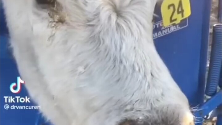 What Was Pulled Out of the Poor Cow’s Nose? Poor Little Cow (Chinese Subtitles)