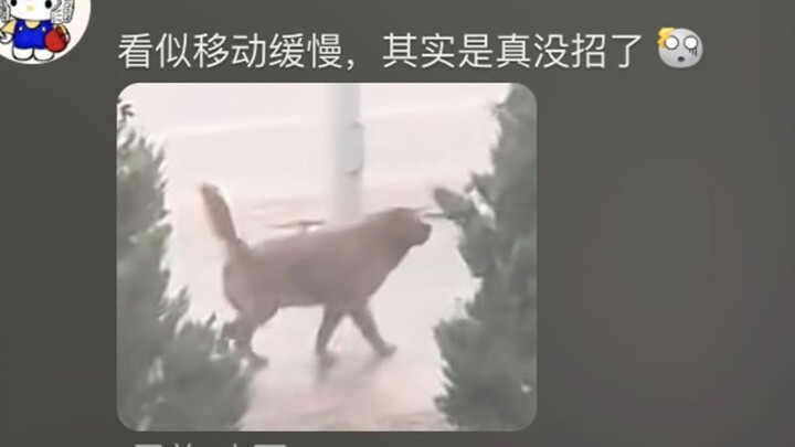 Sudden torrential rain. The dog owner just abandoned the golden retriever and bolted, while the pup 