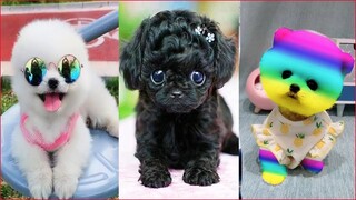 Tik Tok Chó Phốc Sóc Mini 😍 Funny and Cute Pomeranian #56