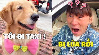 Gâu Đần Family | Khi ĐẢN HOÀNG vs LƯU LỴ Gọi Taxi Trả Giá Và Cái Kết 😂 Gâu Đần Official