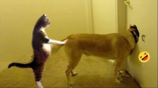 Try Not To Laugh Dogs And Cats 😁 - Best Funniest Animals Video 2023