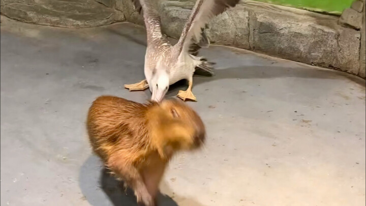 เมื่อฉันขอให้แฟนๆ ใส่เพลงประกอบให้กับรูปของคาปิบารา