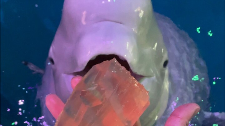 Kabari Lao Mo bahwa Xiao Hei ingin makan ikan.