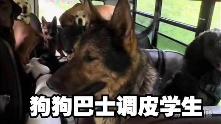 Siswa paling nakal di bus anjing! Kevin!