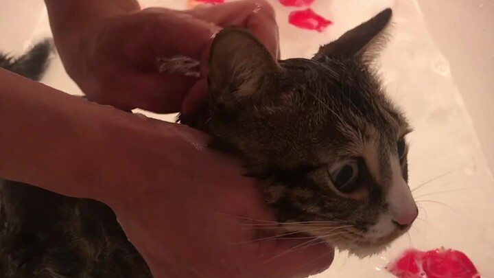 The most romantic thing I can think of is giving you a flower bath!