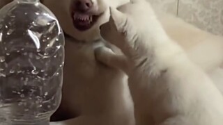 จะไม่บ้าได้ยังไงกับการเลี้ยงลูก ก็แค่ฝืนทนไปเท่านั้น!