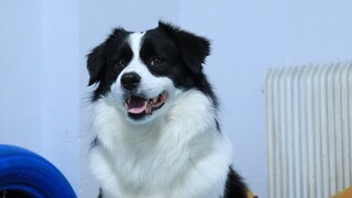 Border Collie: Mùa xuân đến rồi, vạn vật hồi sinh và lại là mùa bị đánh bại