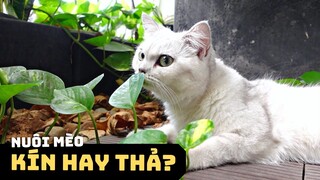 Nuôi Mèo KÍN hay THẢ 🐈🏡 | Có Nên Cho Mèo Đi Chơi (Thả Rông) Không?