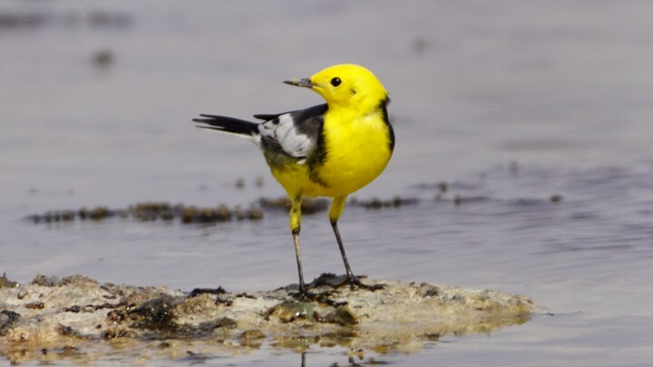 The white wagtail has absorbed too much yellow waste, and this is how its body has changed.