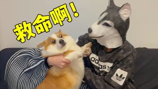 What happens when the owner dresses up as a husky to scare the corgi?
