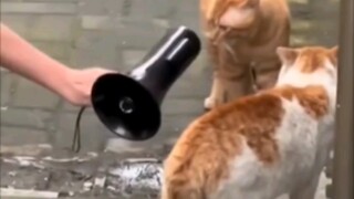 Beri kucing itu mickey