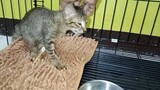 Another Visit To Tiny Kitten In Clinic